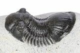 Paralejurus Trilobite Fossil - Ofaten, Morocco #341193-2